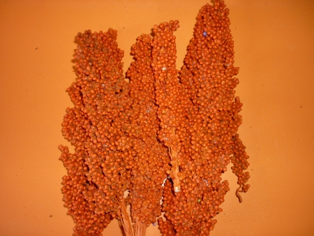 Pta�� zob oran�ov�