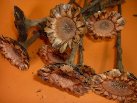 Coronatha rosset natur