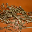 Vtvika Canella