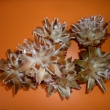 Plumosum on short