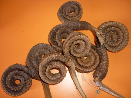 Palm ring loose natur