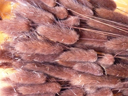 Lagurus-hn�d�