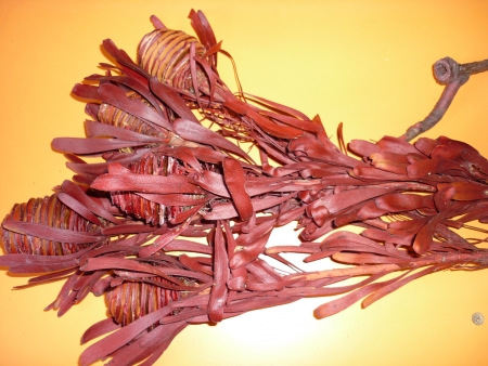 Platyspernum-�erven�
