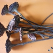 Lompacta rosette