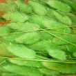 Lagurus-sv�tle zelen�