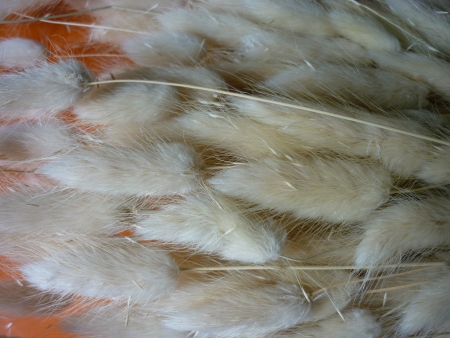 Lagurus-p��rodn�