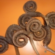 Palm ring loose natur