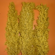 Pta�� zob �lut�