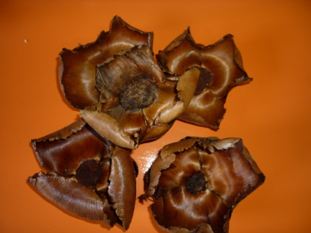 Palm cupa