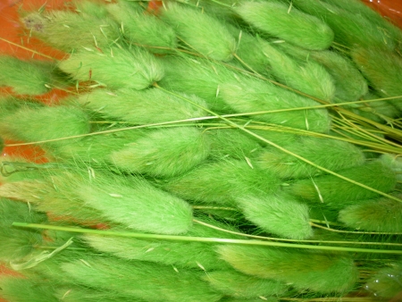 Lagurus-sv�tle zelen�