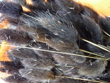 Lagurus-�ern�