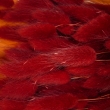 Lagurus-bordo