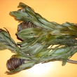Platyspernum-zelen
