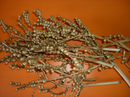V�tvi�ka Canella