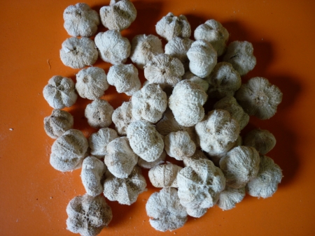 Gaya fruit loose-bl