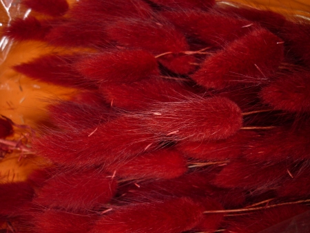 Lagurus-bordo