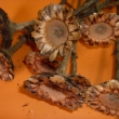 Coronatha rosset natur