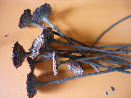 Lompacta rosette