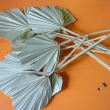 Palm spear