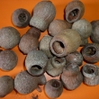 Eucalyptus