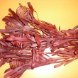 Platyspernum-erven