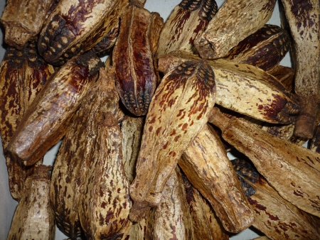 Mehoganya-devn okurka
