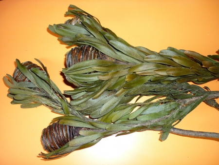 Platyspernum-zelen