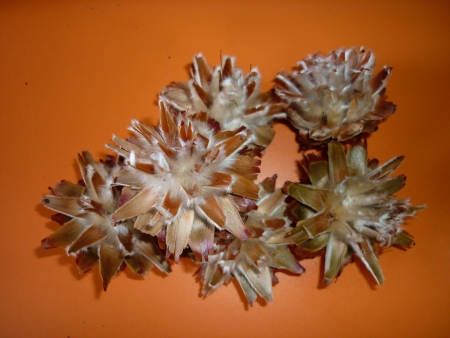 Plumosum on short